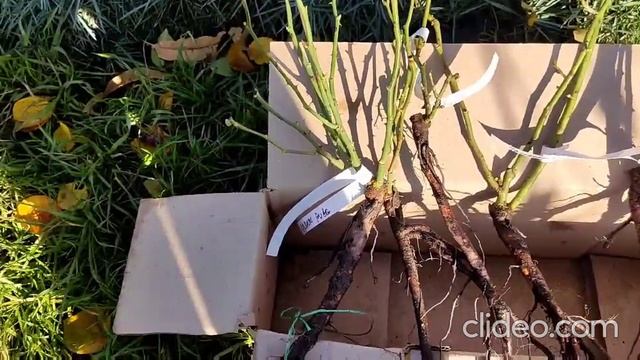 розпаковка троянд від магазину "Рози для вас", 2023 смотреть онлайн