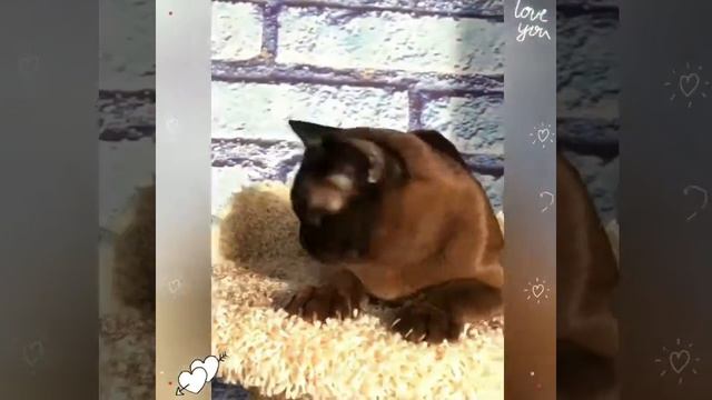 Соболиная бурманская Девочка Тэя. Питомник Freya Way*RU смотреть онлайн