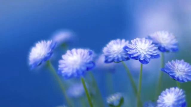 Красивая музыка на пианино!!! Эту музыку можно услышать вечно ! Музыка для Души и Цветы смотреть онлайн