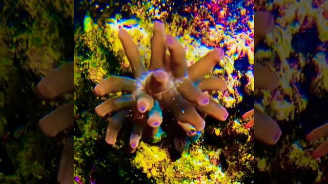 #my #firefish #goby #died so I #fed him to my #true #rainbow #bubbletips #anemone #rowdygoldfis смотреть онлайн