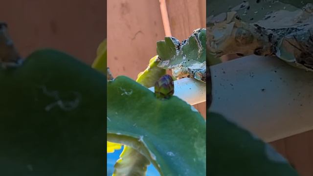 Dragonfruit FLOWER BUDS ARE FINALLY HERE! смотреть онлайн