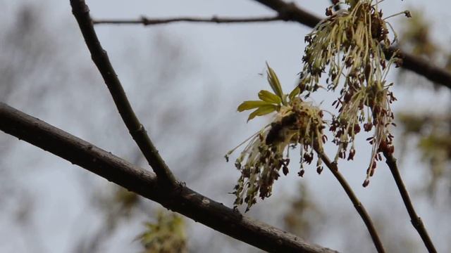 Цветы клёна смотреть онлайн