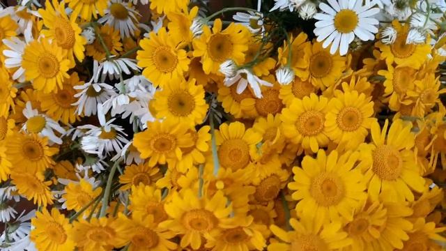 Началась срезка Антемиса солнечного... смотреть онлайн