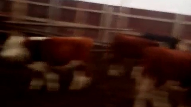 Разведение бычков смотреть онлайн