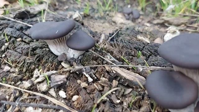 8 декабря Первый раз за неделю выхожу на воздух ! смотреть онлайн