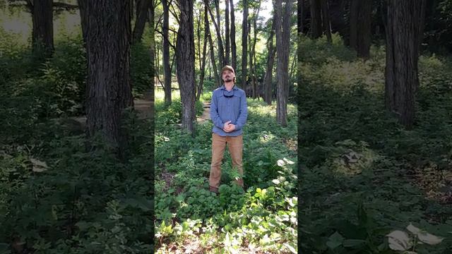 Indian Lake Oak Savanna Restoration Project Introduction смотреть онлайн