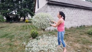 СТРИЖКА КУСТОВ И ДЕРЕВЬЕВ. Стрижем Дерен кустарник и на штамбе.