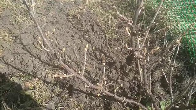 Чем я буду обрабатывать смородину от вредителей. смотреть онлайн