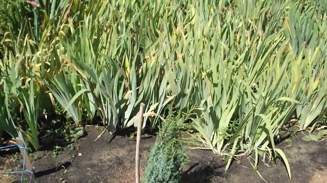 Хвойные в Пензе - (Летний обзор хвойных - часть 5) 22 июля 2022 года смотреть онлайн