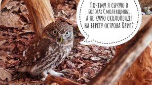 Серьёзные подарки для маленьких сов. В совешне стало удобнее и светлее, сыч Лучик сможет всех бдить!
