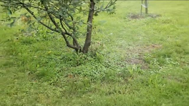 120_Яблоня, груша, вишня. Как буду ухаживать в августе? смотреть онлайн