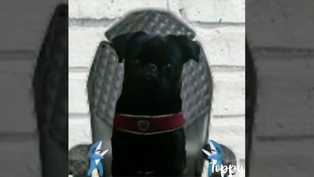 Знакомство с вами🐩||Добби в Эфире смотреть онлайн