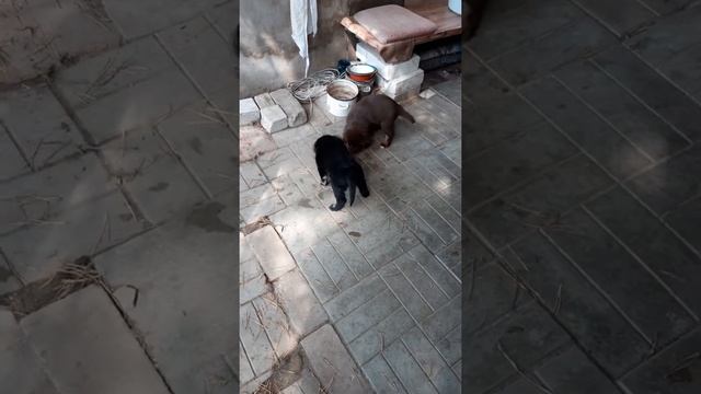 Щенки тувинской овчарки2 14 08 2019 смотреть онлайн