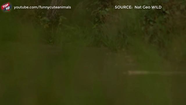 TOP JAGUAR VS CAPYBARA MOMENTS смотреть онлайн