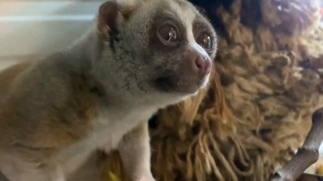 Плюшевый мишка любит манго. Сонный лори смотреть онлайн