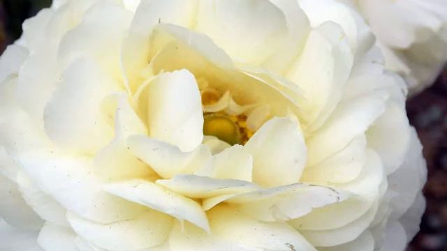 Awesome And Pretty Gardenia Flowers | Cape Jasmine