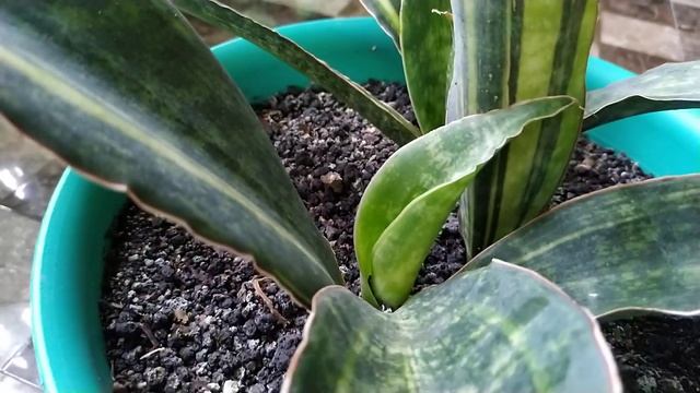 Sansevieria Macrophylla 'Variegated' смотреть онлайн
