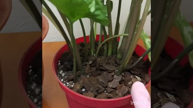 Сингониум размножение месяц спустя.Результаты. смотреть онлайн