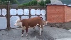 Чем лечить бородавки на вымени у коровы / Учебное пособие от Артура КЕШЕВА / С.Белая Речка, КБР