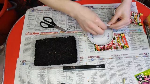Камнеломка!!! Правильный посев, отличная всхожесть семян!!! Шикарный почвопокровник!!! смотреть онлайн