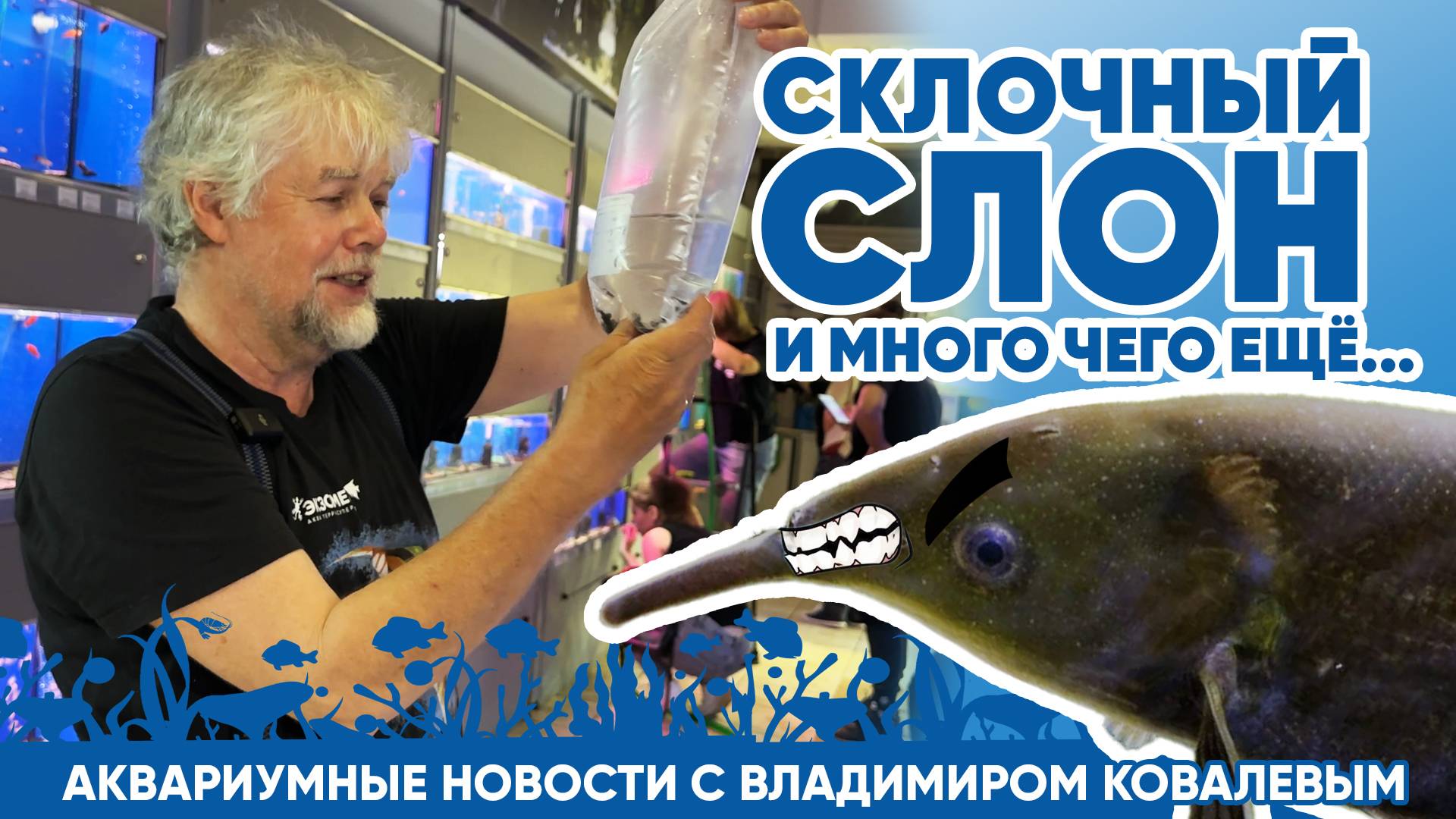 Аквариумные новости с Владимиром Ковалёвым (8.08.24). Склочный слон и много чего ещё... смотреть онлайн