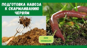 Как подготовить навоз к скармливанию червям. Разведение червей. Переработка навоза червями.