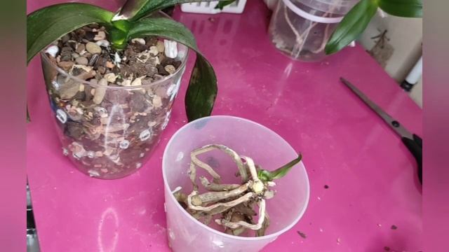 Разделяю орхидею и детку!Пересадка. смотреть онлайн