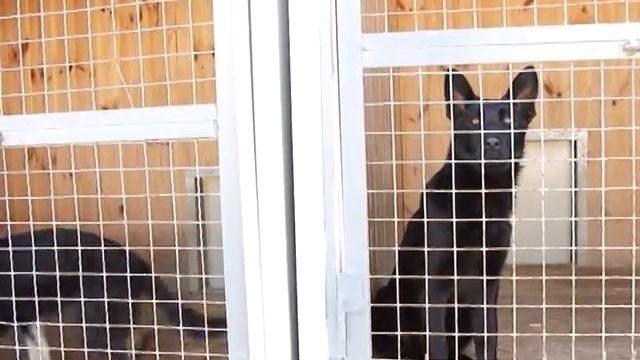 ВОЛЬЕР и БУДКА для НЕМЕЦКОЙ ОВЧАРКИ смотреть онлайн