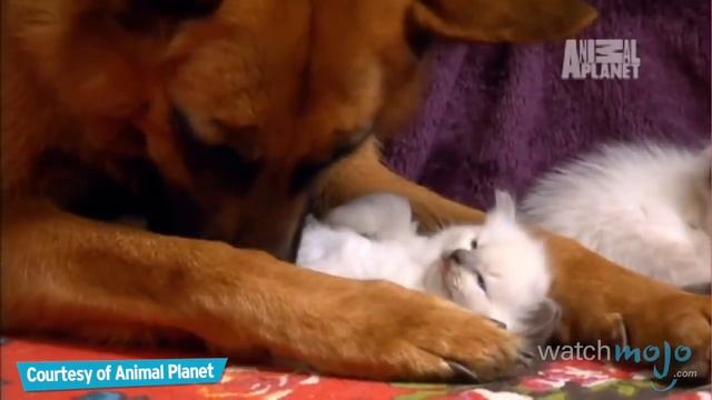 Top 10 Domesticated Cat Breeds смотреть онлайн