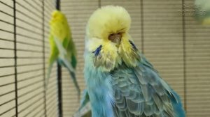 Учим попугая говорить "Кто там?" ? Урок для попугая № 130