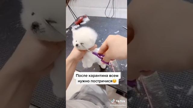 пумеранский мини микро, шпиц❤❤❤😍😍🥰 стришка после картинга😄😍 смотреть онлайн