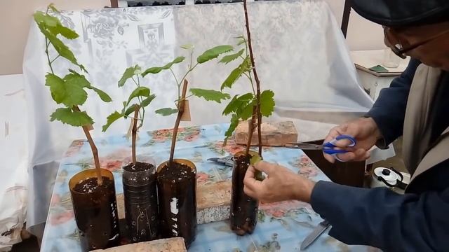 Обработка зеленых вегетирующих саженцев винограда от болезней и вредителей смотреть онлайн