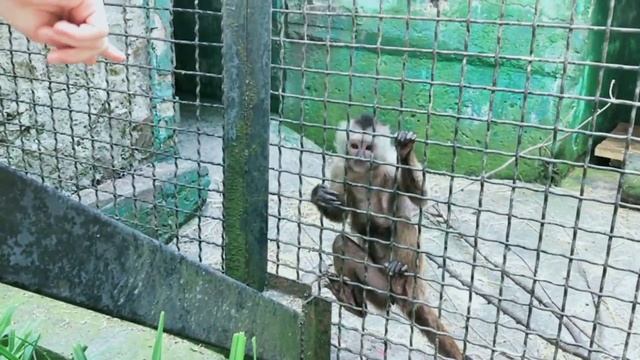 Ялтинский зоопарк Сказка ???????? смотреть онлайн