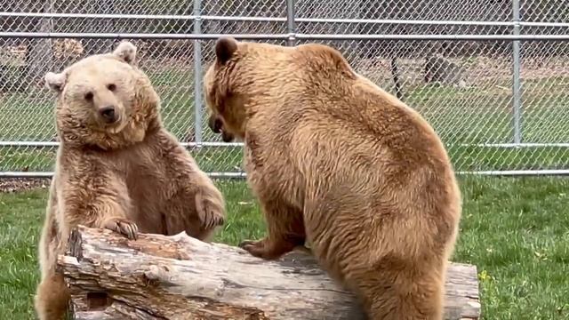 Amy and Jenny…these two cousins are just best friends and love to play. смотреть онлайн