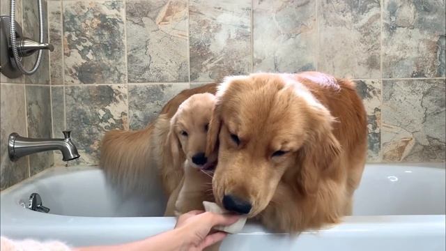 Dog Reviews Food With Puppy | Tucker Taste Test 15 смотреть онлайн