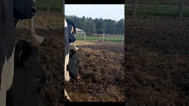 Будущие коровки. Продажа нетелей молочных пород КРС. На молочную Ферму смотреть онлайн