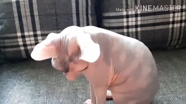 3-я неделя после вязки.ДОНСКОЙ СФИНКС смотреть онлайн