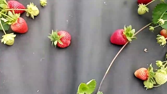 Сорт клубники НСД Флорида Бьюти смотреть онлайн