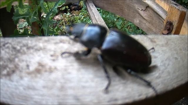 Жук-олень (Lucanus cervus). Красная Книга РФ. смотреть онлайн
