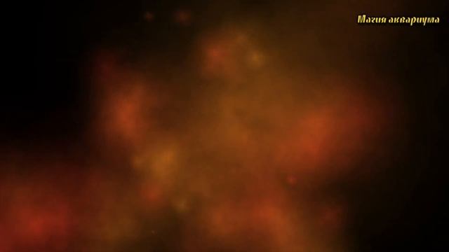 Перенаселение в аквариуме | Сколько рыб можно держать в аквариуме | Какое количество рыб можно (#60 смотреть онлайн