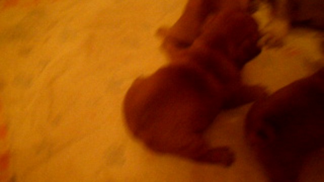 9 мая, в День Победы  родились красные французики