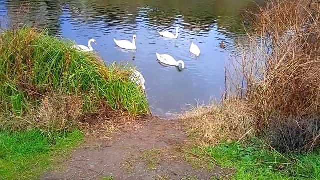 Отличная прогулка с Джесси к озеру! Семейство лебедей, утки, лысухи кормятся?
