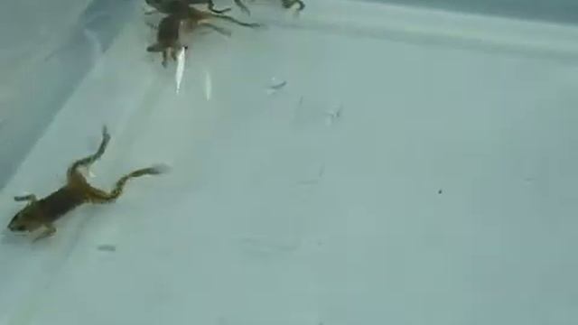 Лягушка африканская карликовая ( Hymenochirus boettgeri) смотреть онлайн