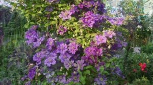 МОРОЗОСТОЙКИЕ КЛЕМАТИСЫ. 3 группа обрезки. Цветение на побегах текущего года. ОБЗОР.