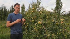 «Брат Чудного». Яблоня , способная расти и плодоносить даже в экстремальных условиях