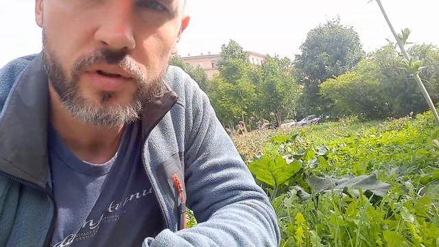 Как выглядит цикорий? Чем полезен инулин? Как приготовить одуванчики осенью? смотреть онлайн