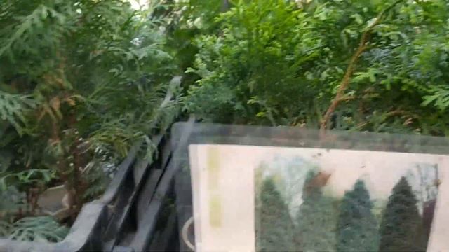 Садовый мир/ Наши впечатления/Сказочная Экскурсия в Мир Цветов Сошки смотреть онлайн