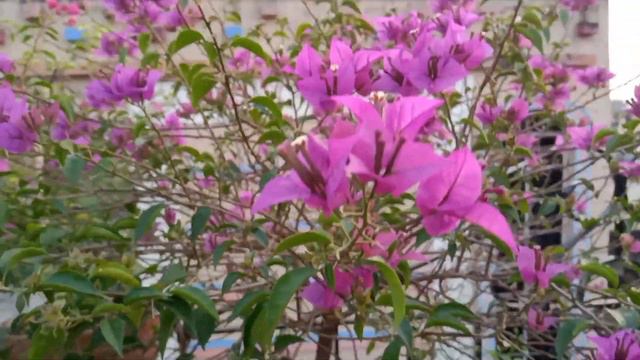 EVERGREEN GARDEN.বকচই করে শুধু হইচই.grow bokchoy in garden. смотреть онлайн