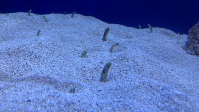 Трогаю живую акулу руками США, Калифорния | Aquarium of the Pacific смотреть онлайн