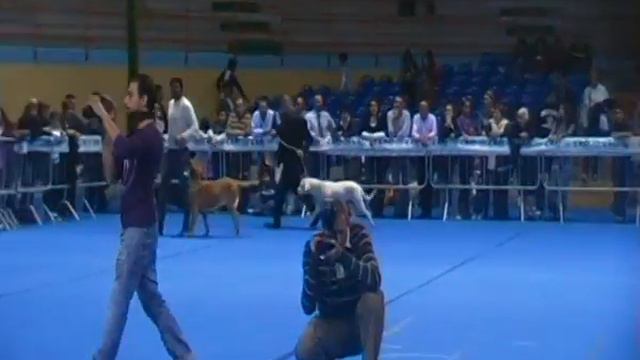 DOGO ARGENTINO ZIRA (RAGGRUPPAMENTO 2) EXPO INTERNAZIONALE DI EBOLI 24-10-2010 смотреть онлайн